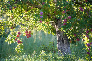 Orchard Stroll at Scott Farm Orchard | Open Farm Week 2024