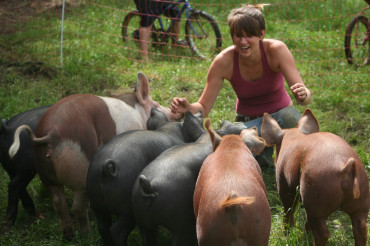 Feed and Meet the Pigs at Union Brook Farm | Open Farm Week 2024
