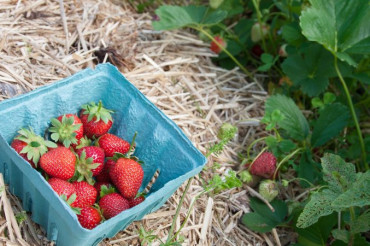 Pick-Your-Own Berries Across Vermont