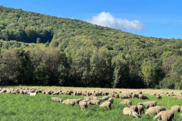 Dorset Peak Sheep & Cattle Co. Farm Tour with Smokey House Center | Open Farm Week 2024