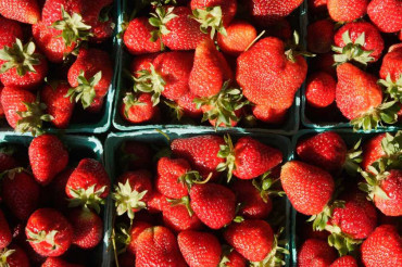 Guided Berry & Nut Growing Tour at Elmore Roots Nursery | Open Farm Week 2021