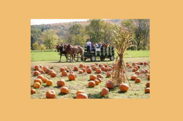 13th Annual Pumpkin Festival at Cedar Circle Pumpkins: Fall Family Fun on the Farm