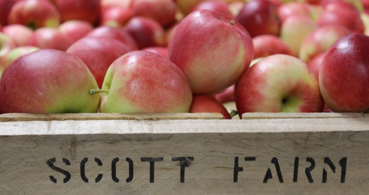 Tis the Season For Fresh Picked Apples!