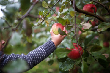 Celebrate Vermont Apple Season