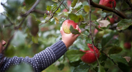 Celebrate Vermont Apple Season