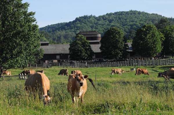 Billings Farm and cows
