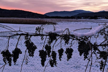 The Vermont Wine Scene