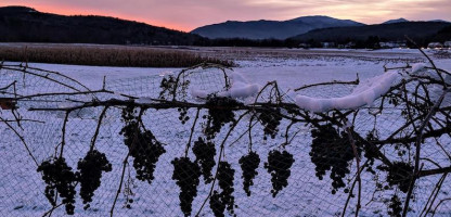 The Vermont Wine Scene