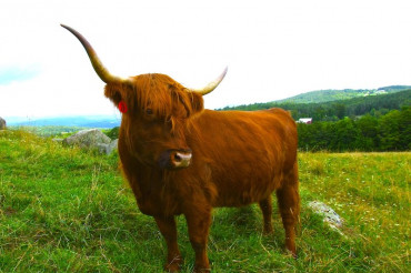 Greenfield Highland Beef