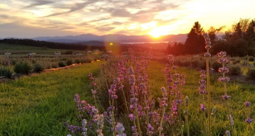 Lavender Vanilla Lotion — Lavender Essentials of Vermont