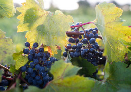 North Branch Vineyards