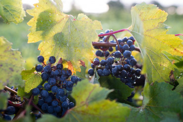 North Branch Vineyards