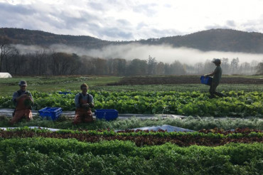 Root 5 Farm