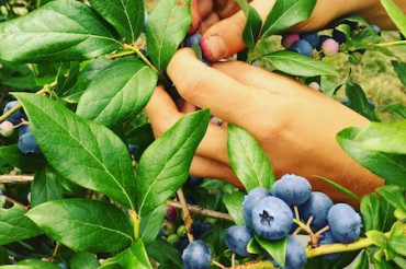 Community Flax & Blueberry Harvest at Smokey House Center | Open Farm Week 2022