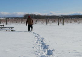 Snow Farm Vineyard - Fox Hill Trail
