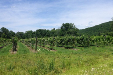 Vermont Vines Vineyard & Winery