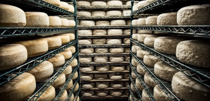 Explore cheese: Open Farm Week 2018