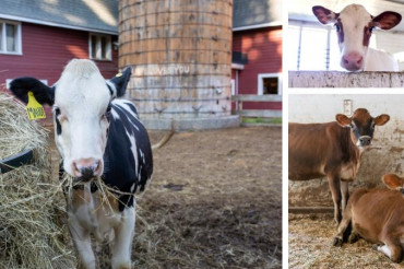 Meet the Dairy Farmers