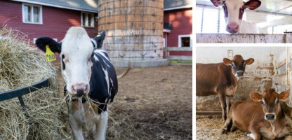 Meet the Dairy Farmers
