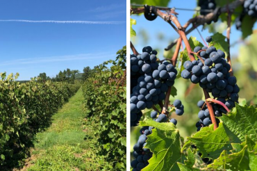 Experience Vermont Wine on the Lake Champlain Tasting Trail