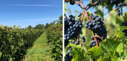 Experience Vermont Wine on the Lake Champlain Tasting Trail