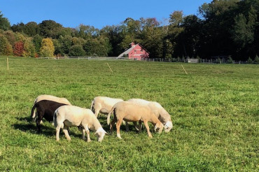 From Grass to Table: VT Sheep Farmers