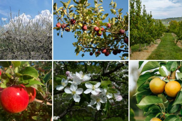 Meet the Tree Fruit Growers with DigInVT!