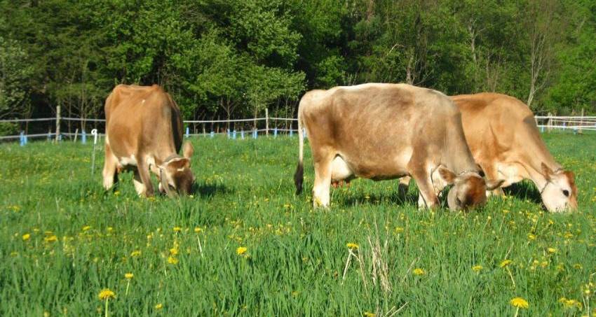 vermont creamery tour