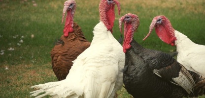 2019 Vermont Fresh Network Local Turkey Finder