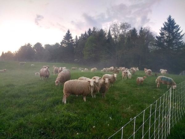 Sheep Meadow Farm