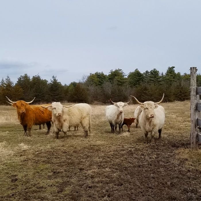 Cattle TailFeather