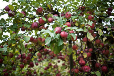 Harvest Festival 2024 | Wellwood Orchards