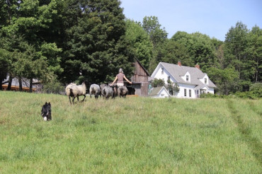 Preparing For Your First Flock of Sheep with Kim Goodling of Vermont Grand View Farm | Open Farm Week 2021