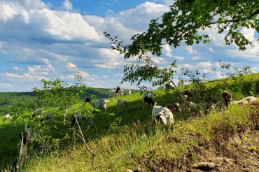Herding Demonstration at Morse Brook Farm | Open Farm Week 2021