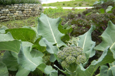 Virtual Pests and Diseases of the Vegetable Garden 101 | Red Wagon Plants