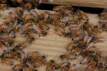 Learn About the Bees at Guillemette Farm | Open Farm Week 2024
