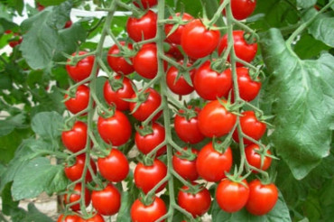 Virtual Growing Tomatoes 101 | Red Wagon Plants