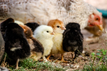 Q&A Session: How to Hatch Chicks at Wundorwoven | Open Farm Week 2021