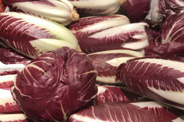 Know and Grow Your Chicory | Red Wagon Plants