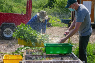Crop Field Volunteering at Retreat Farm | Open Farm Week 2022