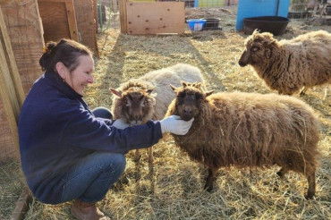 Meet the Sheep at Cynefin Farm | Open Farm Week 2024