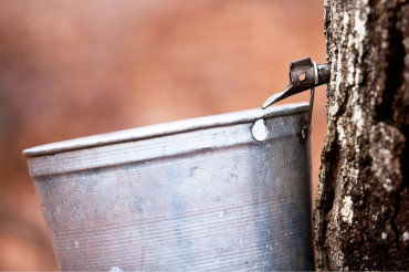 Pure Gold Sugaring | Maple Open House Weekend