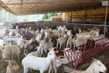 Sage Farm Goat Dairy Farm Tour and Cheese Tasting