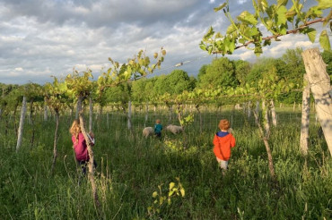 Farm Tour & Tasting at Ellison Estate Vineyard | Open Farm Week 2021