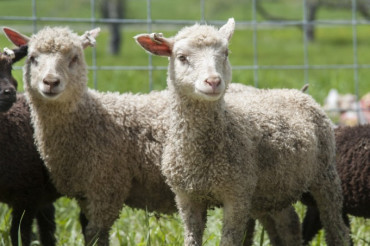 Self-Guided Farm Tours at Golden Apple Family Farm | Open Farm Week 2021