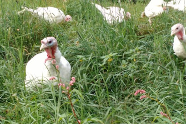 Turkey Pick-up & Pastured Poultry Farm Tour at Green Mountain Girls Farm | Open Farm Week 2024