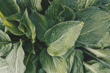 Gather & Grow: 2nd Annual Perennial Plant Swap at Anderbell Acres | Open Farm Week 2022