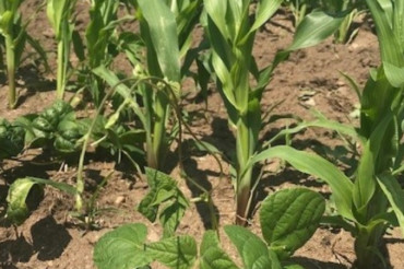 In the Field with Abenaki Land Link and Chief Don Stevens | Open Farm Week 2021