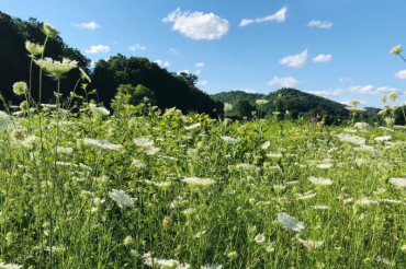 Guided Animal Tour: Meadows at Retreat Farm | Open Farm Week 2021