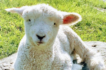 Meet the Lambs at Merck Forest and Farmland Center
